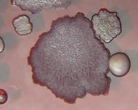 soil bacteria soil bacteria